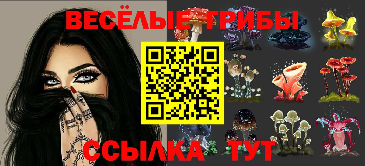 Псилоцибиновые грибы Psilocybine cubensis Дербент